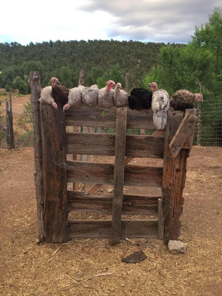 Taos Goji Farm & Eco-Lodge Retreat Arroyo Seco ภายนอก รูปภาพ